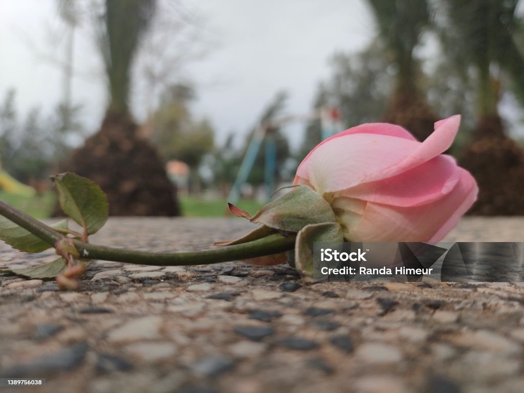 Rose Beautiful pink in a park Algeria Stock Photo