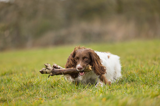 Dog resting with its stick in its jaws.