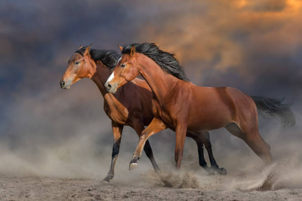 istock Bay horses run free in desert sand 1389757294