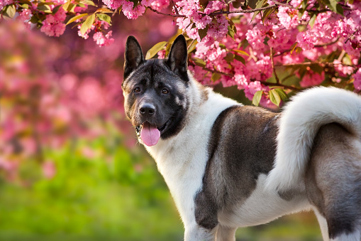 American akita dog against the background of a blossoming pink tree in April