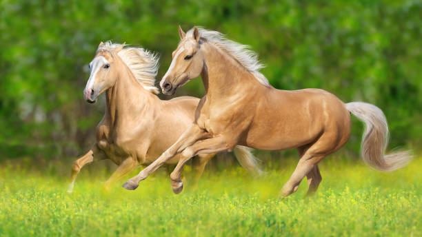 istock Two Palomino horse free run 1389757913