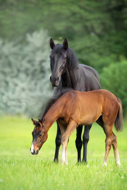Mare with foal Mare and foal on green pasture foal young animal stock pictures, royalty-free photos & images