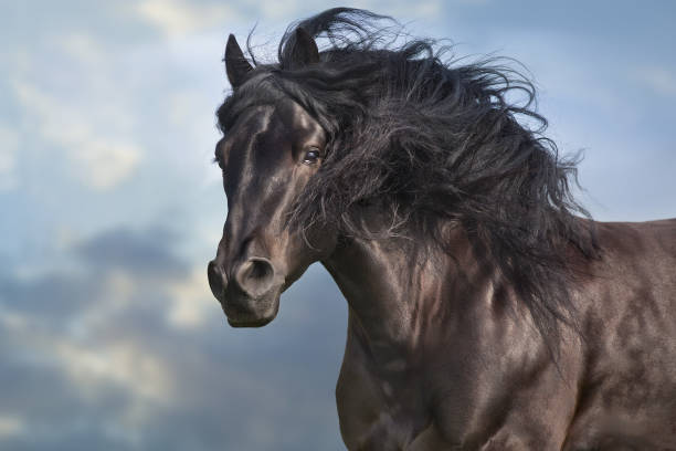 istock Black horse with long mane 1389758113