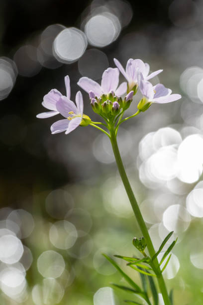 White soap dish flowers (Saponaria officinalis) next to the river.