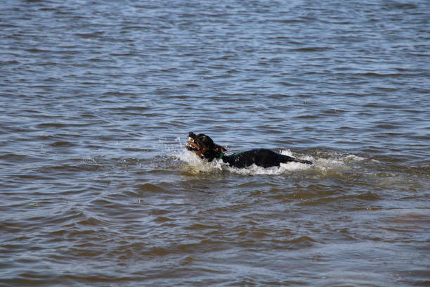 istock Dog, German Pinscher 1389758238