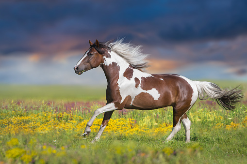 Pinto horse free run in spring flowers meadow against beautiful sky