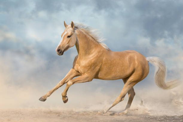 istock Akhal teke horse free run 1389758272