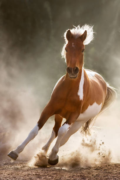 スンライのピーバルド馬ランギャロップ - young animal beautiful horse mammal ストックフォトと画像