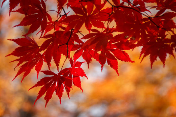 istock Autumn tree leaves illuminated by the sun 1389759698