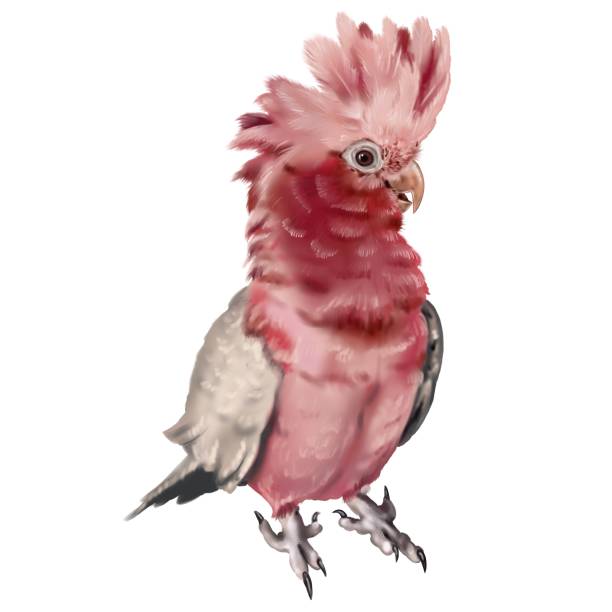 ilustrações, clipart, desenhos animados e ícones de o galah. ilustração de aquarela de papagaio rosa. pássaro realista - vibrant color birds wild animals animals and pets