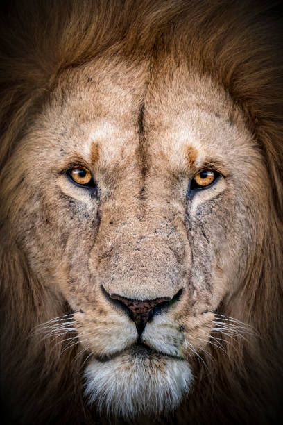 istock The look of the king 1389759964