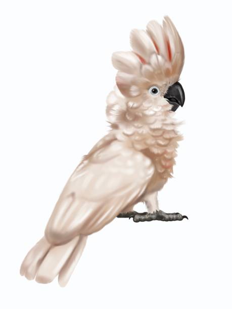 ilustrações, clipart, desenhos animados e ícones de cacatua branca rosa. ilustração de aquarela moluccana. pássaro realista - vibrant color birds wild animals animals and pets