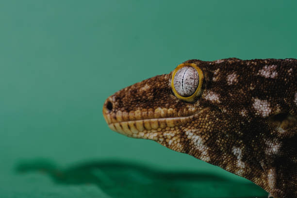 istock New Caledonian Giant Gecko 1389760148