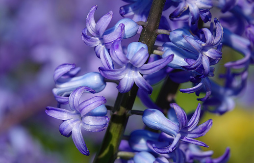 A colourful close-up selective focus shot of a common hyacinth plant growing in a garden against a blurry background.