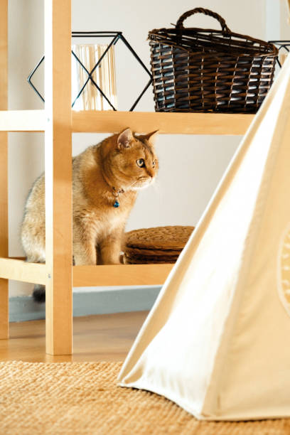istock Cats all over the house 1389762303