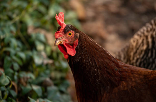 istock New Hampshire Red Chicken 1389762472