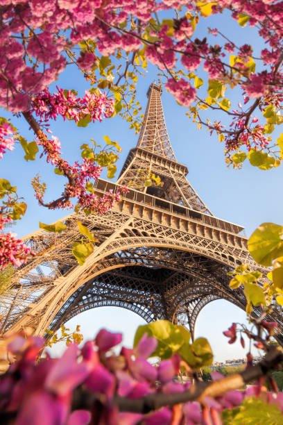 torre eiffel durante la primavera a parigi, francia - spring magnolia flower sky foto e immagini stock