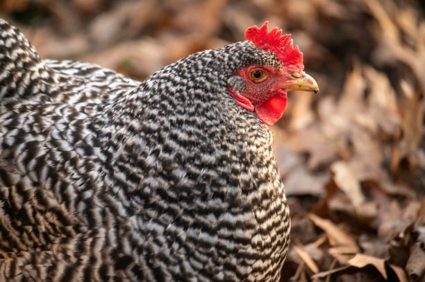 istock Barred Plymouth Rock Chicken #3 1389762517