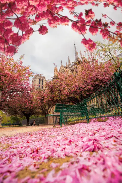 Paris, Notre Dame cathedral with blossomed tree in France