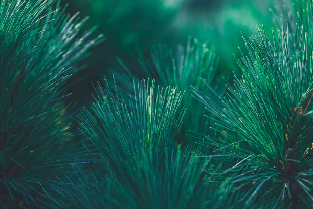 Forest background of pine needles