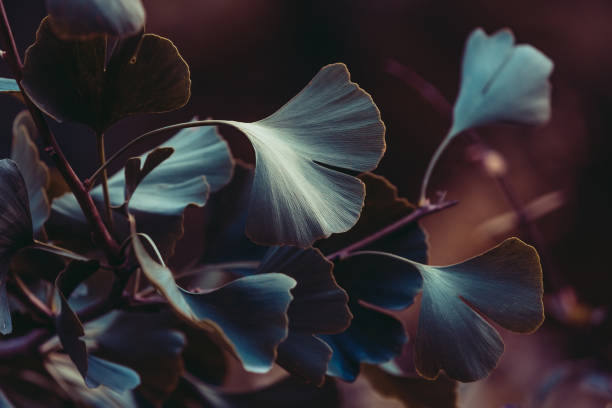 Close-up on Ginkgo Biloba leaves tree