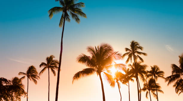 istock Palm tress at sunset. 1389762782