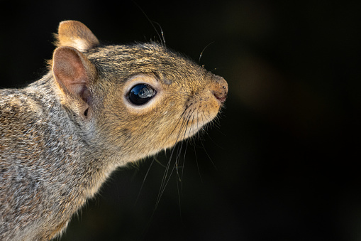 Squirrel Closeup with details of the head and face with a black background