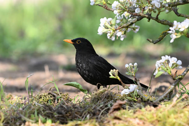 male blackbird in spring (Turdus merula)