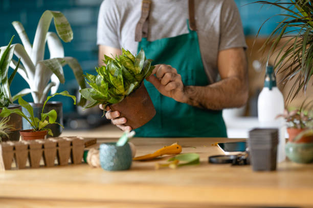 istock Young Man taking care of his plants 1389763752