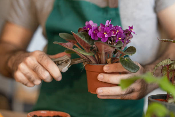 istock Young man pruning house plants 1389764294