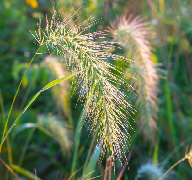 Wild Grain head at sunrise-Howard County, Indiana