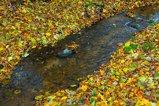 Water stream and yellow leaves . Autumn natural background