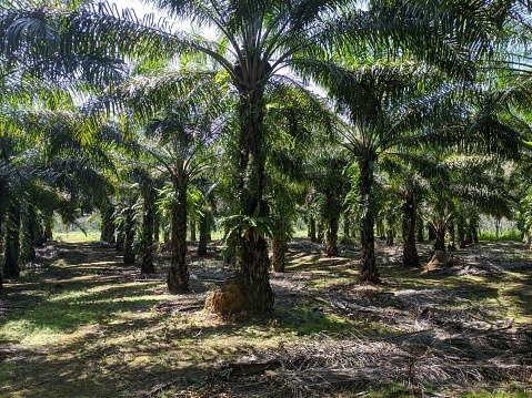 Oil Palm