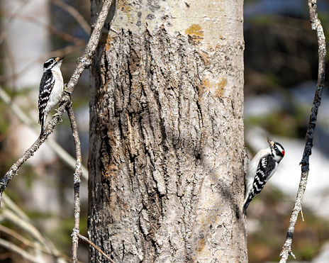 Downy Woodpecker couple on a tree trunk with a blur background in their environment and habitat surrounding displaying white and black feather plumage wings.