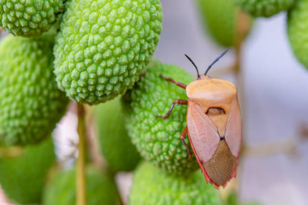 inseto de fedor marmorado marrom (halyomorpha halys) em frutas de lichia verde - introduced species - fotografias e filmes do acervo