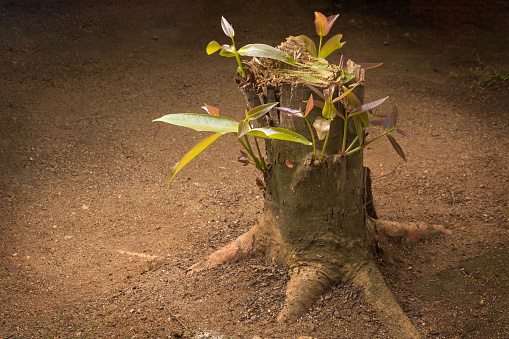 growing sprouts or shoots of leaves from an old cut tree trunk, unstoppable or new life concept, copy space