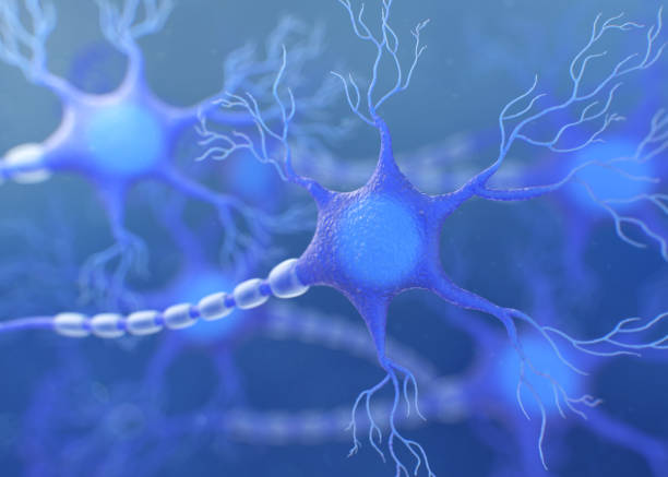 인간 신경 세포. 3d 일러스트레이션 - axon 뉴스 사진 이미지