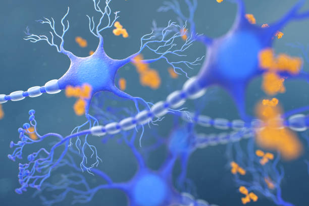 antibodies attacking a neuron. concept of autoimmune neurologic diseases - corpus striatum imagens e fotografias de stock