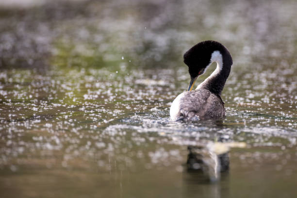 istock western grebe bird swimming on the water 1389776388