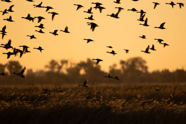 istock flock of ducks taking flight at first light in wetlands 1389776396