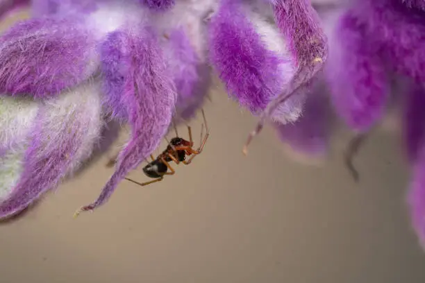 Photo of small spider crawling on a fuzzy purple flower