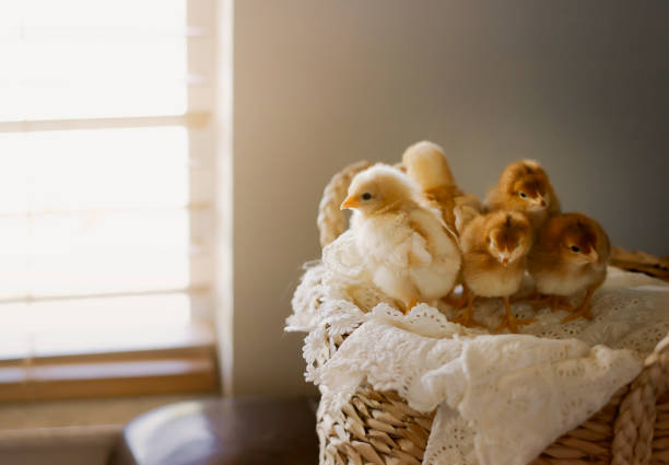 Six week old female baby chicks, Golden Pullet Comet and Rhode Island reds, in a basket with white lace fabric next to a window against a gray wall.