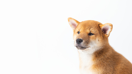 portrait Japanese dog Siba inu. Red Dog head On a white background with copy space. banner.