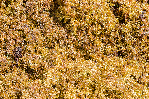 Close-up on pile of Sargasso algae on the beach of playa del Carmen during day of March