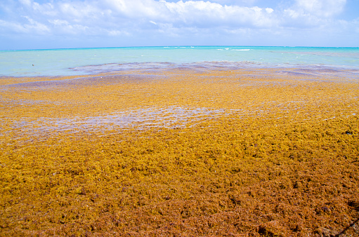 Pile of Sargasso algae on the beach of playa del Carmen during day of March