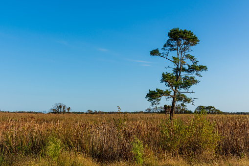 A single loblolly pine tree stands in a field of golden grasses on Chincoteague Island under a blue sky. Concept of resilience.