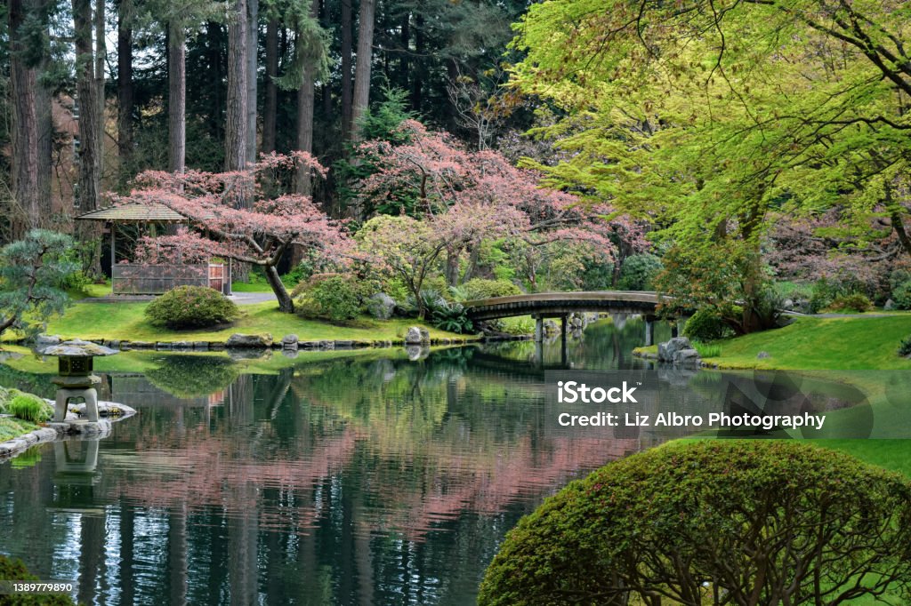 Japanese garden with pond in springtime Japanese garden in early springtime with pink cherry blossoms reflected in pond and a bridge. Japanese Garden Stock Photo