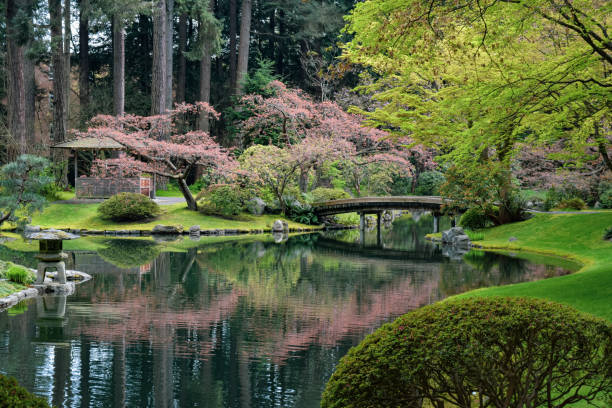Japanese garden with pond in springtime Japanese garden in early springtime with pink cherry blossoms reflected in pond and a bridge. japanese garden stock pictures, royalty-free photos & images