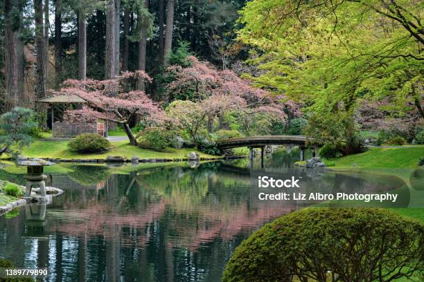 Japanese Garden With Pond In Springtime Stock Photo - Download Image Now - Japanese Garden, Cherry Blossom, Canada