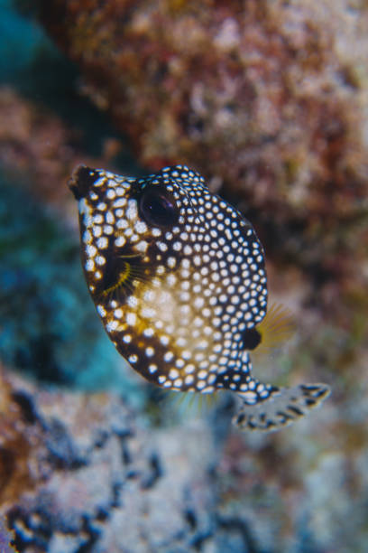 Lactophrys bicaudalis , spotted trunkfish close up in mexico